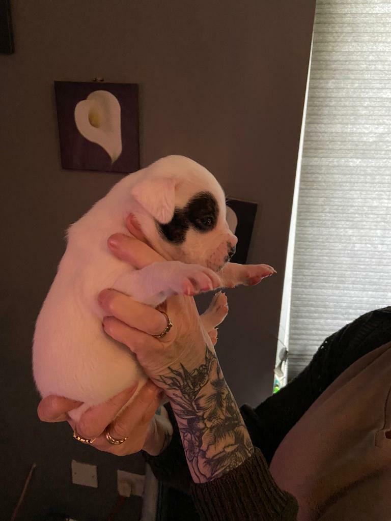 bullmastiff puppies for sale gumtree